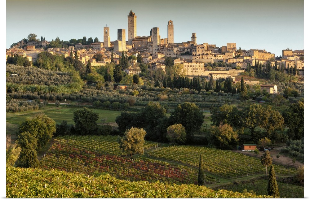 Italy, Tuscany, Siena district, Val d'Elsa, San Gimignano, Vernaccia vineyards and olive grove with a walled medieval hill...