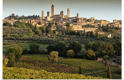 Italy, Val d'Elsa, San Gimignano, Vernaccia vineyards and olive grove