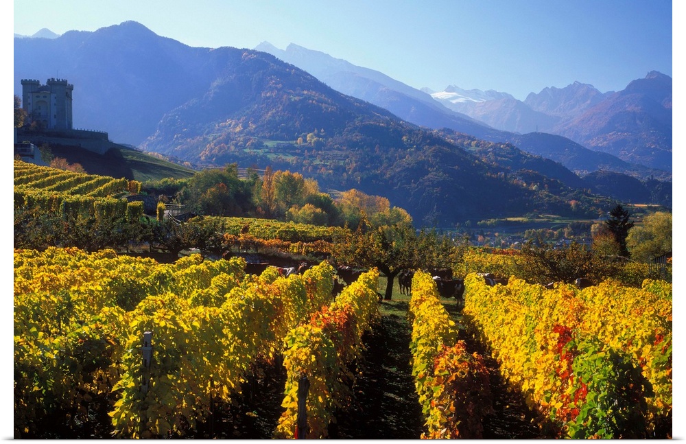 Italy, Italia, Aosta Valley, Valle d'Aosta, Gran Paradiso National Park, vineyards near Aymavilles village