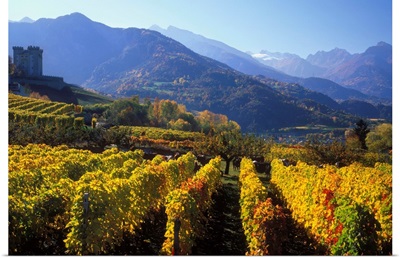 Italy, Valle d'Aosta, Gran Paradiso National Park, vineyards near Aymavilles