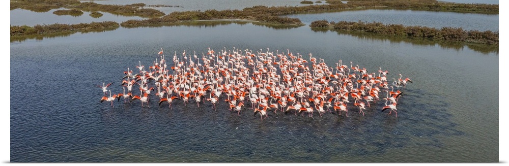 Italy, Veneto, Rovigo district, Adriatic Coast, Flock of pink flamingos clustered in the lagoon.