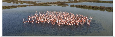 Italy, Veneto, Adriatic Coast, Flock Of Pink Flamingos Clustered In The Lagoon