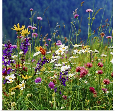 Italy, Veneto, Alps, Dolomites, Belluno district, Alpine meadow and daisy