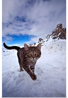 Italy, Veneto, Alps, Dolomites, Belluno district, Cat on the snow at Giau pass