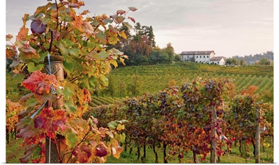 Italy, Veneto, Conegliano, Ogliano locality, Masottina winery, vineyard
