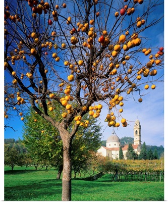 Italy, Veneto, Marano Valpolicella, persimmon tree