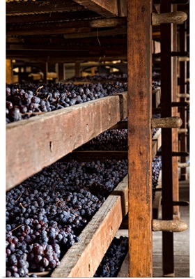 Italy, Veneto, Negrar, Villa Novare, cellar, traditional withering of grapes