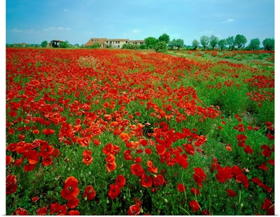Italy, Veneto, Polesine area, poppies fields