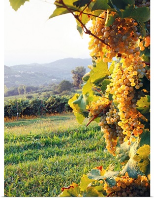 Italy, Veneto, Prosecco grapes