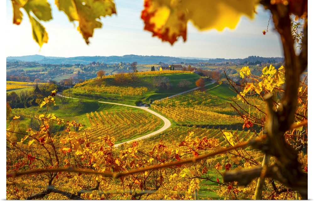 Italy, Veneto, Prosecco Road, Prosecco Hills, Treviso district, San Pietro di Feletto, Prosecco vineyards, autumn.