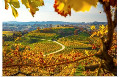 Italy, Veneto, Prosecco Road, San Pietro Di Feletto, Prosecco Vineyards, Autumn