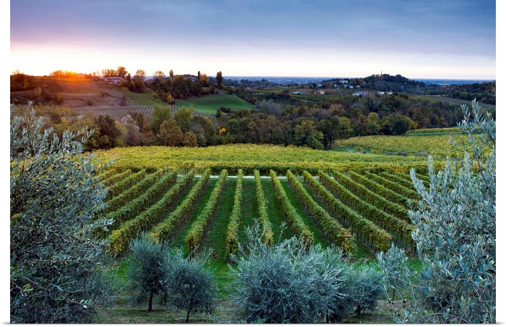 Italy, Veneto, San Pietro di Feletto, Prosecco vineyard, view towards Collalbrigo