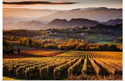 Italy, Veneto, San Pietro di Feletto, Prosecco vineyards in autumn