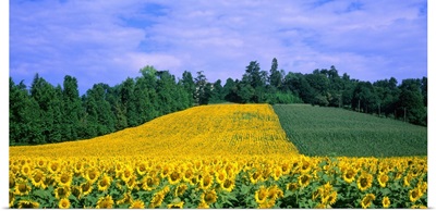 Italy, Veneto, sunflowers
