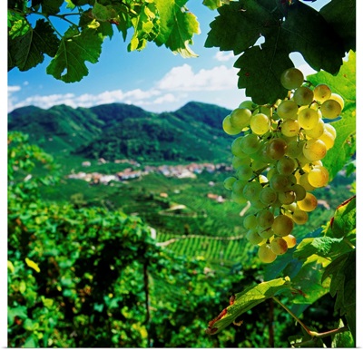 Italy, Veneto, Valdobbiadene, Prosecco vineyards