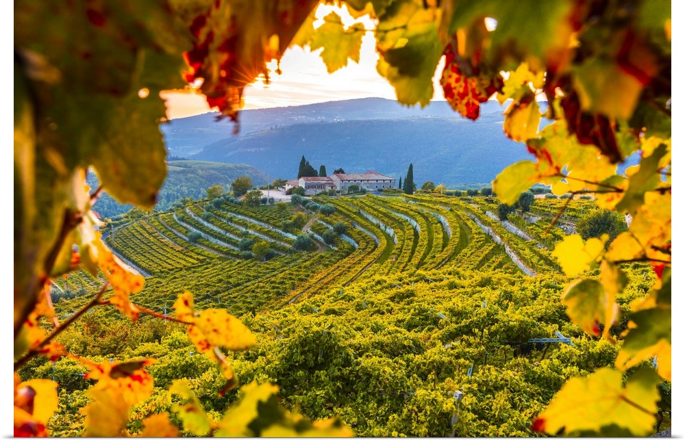 Italy, Veneto, Verona district, Valpolicella, Fumane, Typical landscape, vineyards