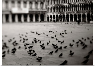 Italy, Venice, Birds in Saint Mark's Square, Piazza