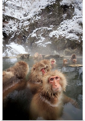Japan, Chubu, Yamanouchi, Jigokudani Monkey Park, Snow Monkeys, Nagano