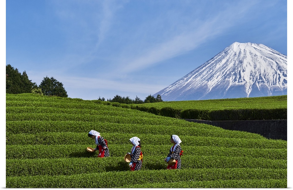Japan, Shizuoka, Fuji, Honshu island, Tea harvest at the feet of Mount Fuji