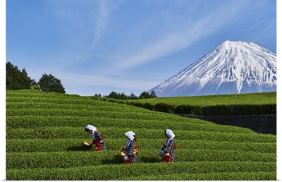 Japan, Shizuoka, Fuji, Honshu Island, Tea Harvest At The Feet Of Mount Fuji
