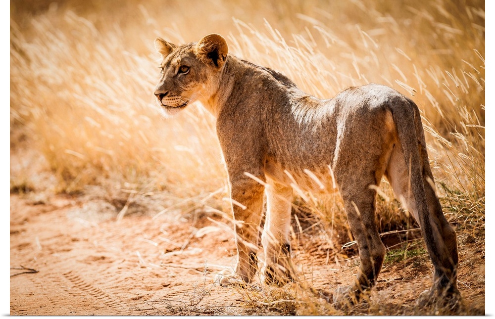 Kenya, Central, Samburu National Reserve, Young lonely lion (Panthera leo).