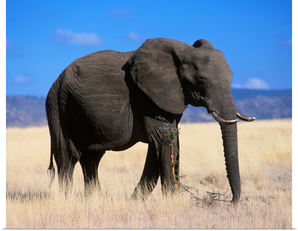 Kenya, Elephant