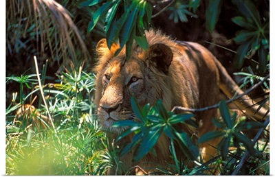 Kenya, Lion