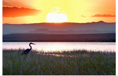 Kenya, Rift Valley, Loruk, A heron at sunset on the island of Ol Kokwe in Lake Baringo