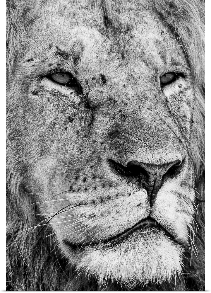 Kenya, Rift Valley, Masai Mara National Park, Close-up black and white of a male lion.