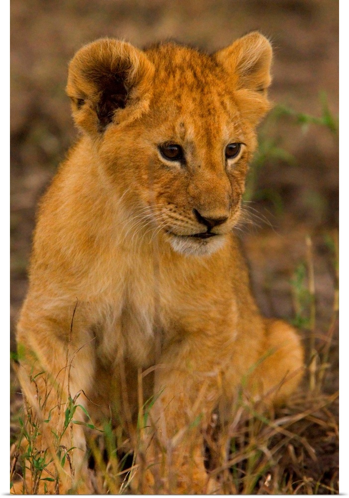 Kenya, Rift Valley, Masai Mara National Park, lion cub