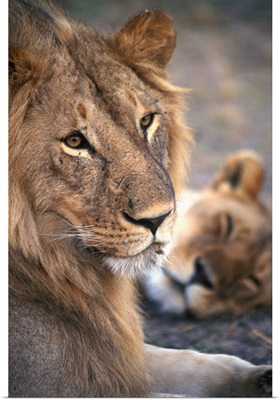 Kenya, Rift Valley, Masai Mara National Reserve, lions