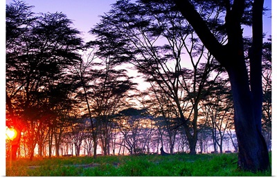 Kenya, Rift Valley, Nakuru Lake Natural Park, acacias at dawn