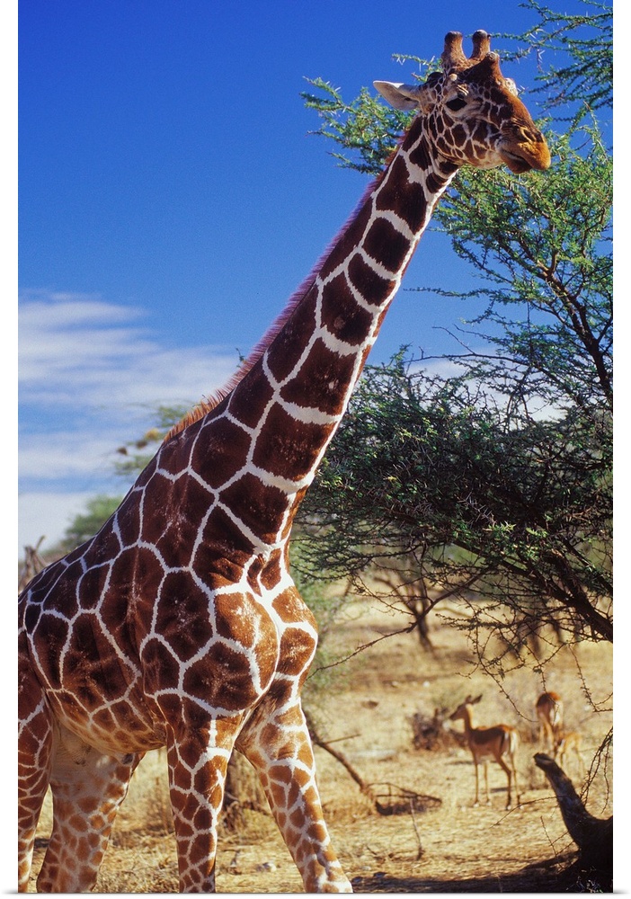 Kenya, Rift Valley, Samburu National Park, giraffe