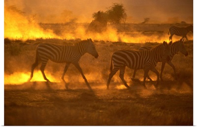 Kenya, Rift Valley, Zebras