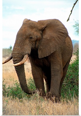 Kenya, Taita Hills National Park, Elephant