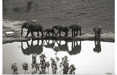 Kenya, Tsavo National Park, African Elephants