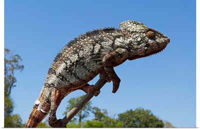 Madagascar, Toliara, Chameleon