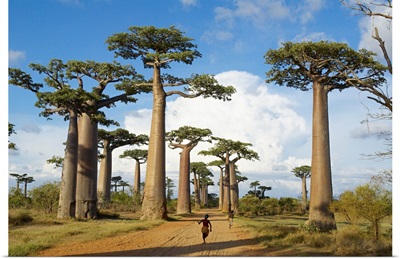 Madagascar, Toliara, Morondava, Baobab trees