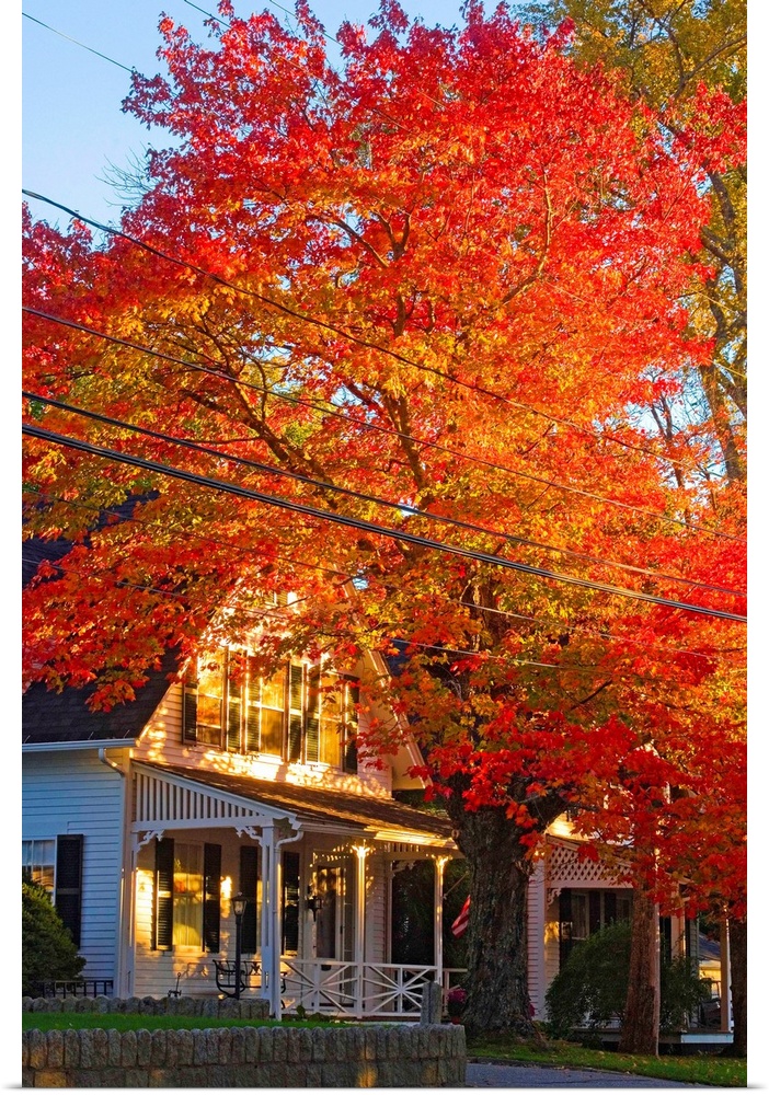Maine, Mount Desert Island, Autumn tree at Somesville