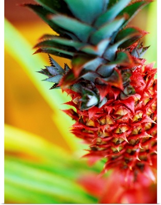 Mauritius, Red decorative pineapple