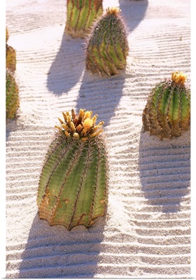 Mexico, Baja California, Cabo San Jose village, Barrel cactus