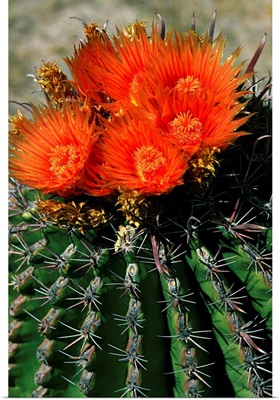 Mexico, Baja California Sur, Loreto, In bloom cactus