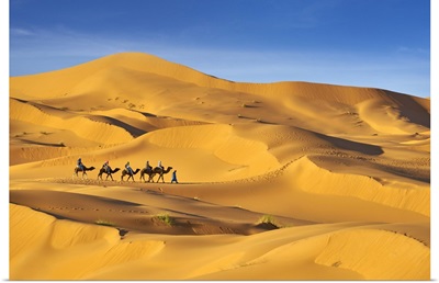 Morocco, Sahara Desert, Erg Chebbi Desert, Merzouga, Camel Trek In The Desert