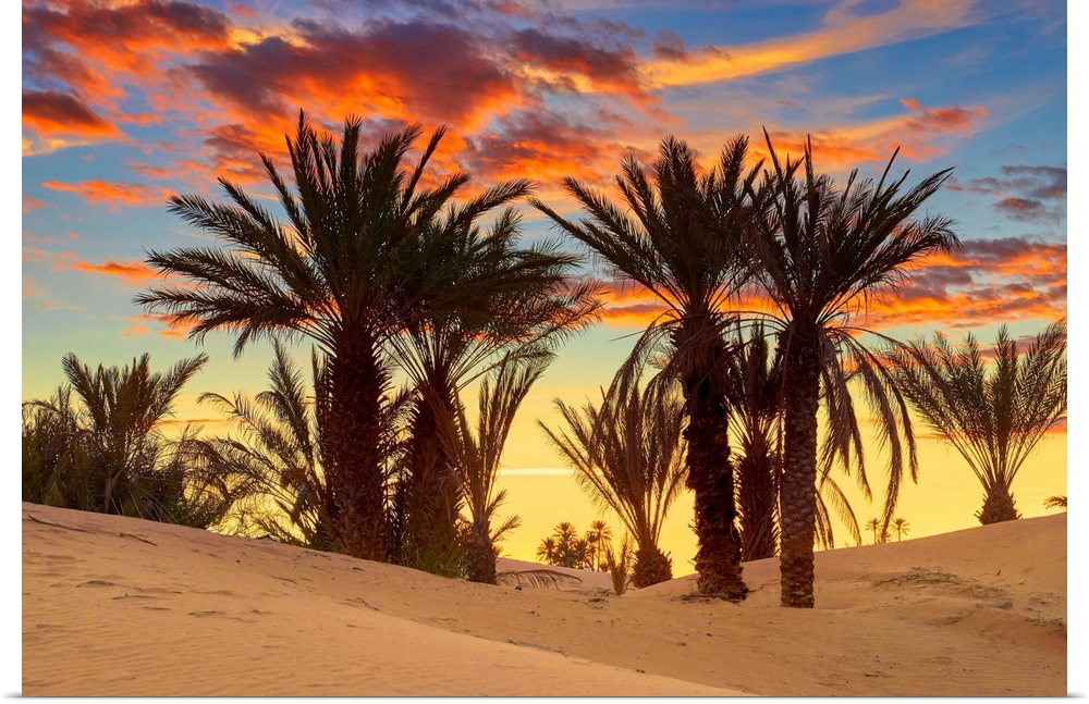 Morocco, South Morocco, Sahara Desert, Erg Chebbi Desert, Merzouga, Palm trees at sunset.