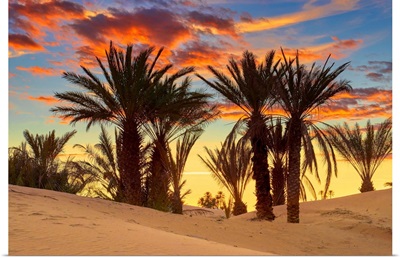 Morocco, South Morocco, Sahara Desert, Erg Chebbi Desert, Merzouga, Palm Trees At Sunset