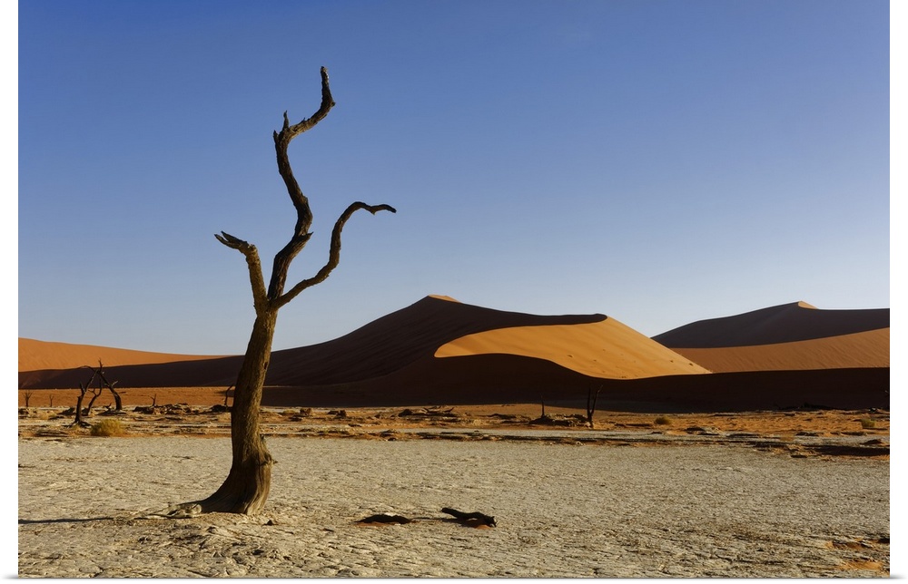 Namibia, Hardap, Sossusvlei, Namib-Naukluft National Park, Dead camel thorn tree (Vachellia erioloba) and dunes in the Dea...