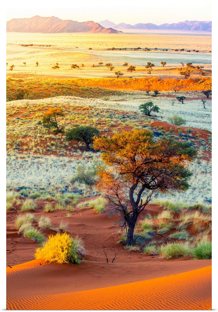 Namibia, Hardap, Namib Desert, Namib-Naukluft National Park, Petrified dunes at sunset.