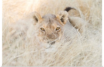 Namibia, Kunene, Etosha National Park, Lion In The Bush