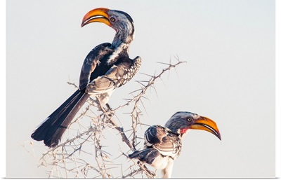 Namibia, Kunene, Etosha National Park, Southern Yellow-Billed Hornbill