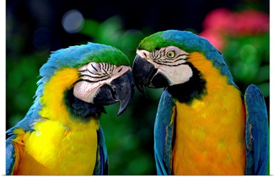 Netherlands Antilles, Aruba, Sonesta island, a couple of colourful parrots